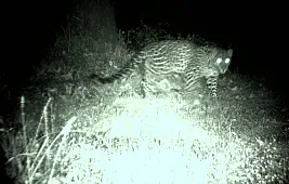 Как работает фотоловушка