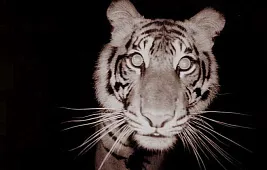 Как просмотреть видео на фотоловушке