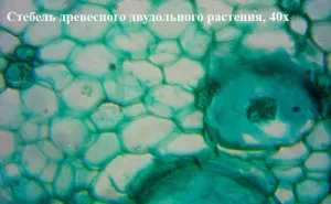 Видеоокуляр ToupCam 1,4 Мпикс (UHCCD01400KPB), изображение 6