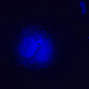 Микроскоп люминесцентный инвертированный цифровой MAGUS Lum VD500L LCD, изображение 25