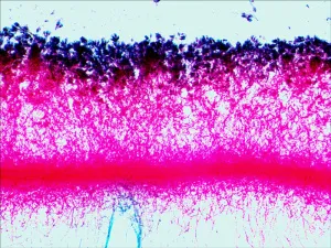 Набор готовых микропрепаратов Levenhuk N38 NG, изображение 15