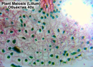 Видеоокуляр ToupCam 1,31 Мпикс, изображение 7