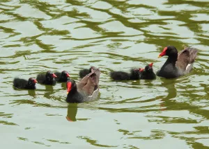 Фототелескоп Levenhuk Kelvin MAK60 mini AZ, изображение 5