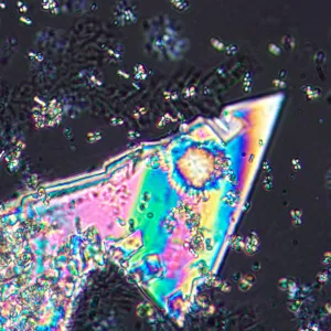 Микроскоп поляризационный цифровой MAGUS Pol D800, изображение 21