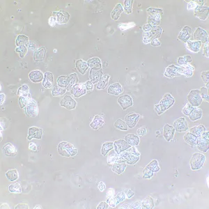 Фазово-контрастное устройство MAGUS SPH2, изображение 13