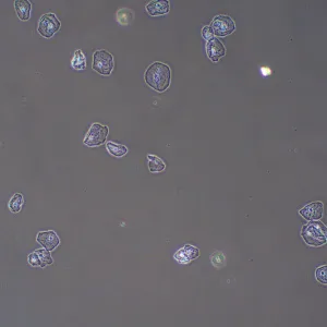 Фазово-контрастное устройство MAGUS PH2, изображение 13